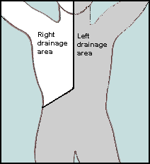 Where does lymph fluid come from?