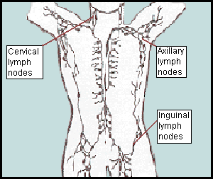 Gland inner thigh